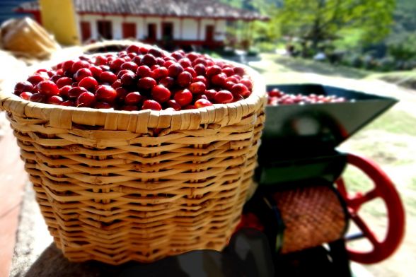 Coffee tour, Finca el Ocaso - Salento 2